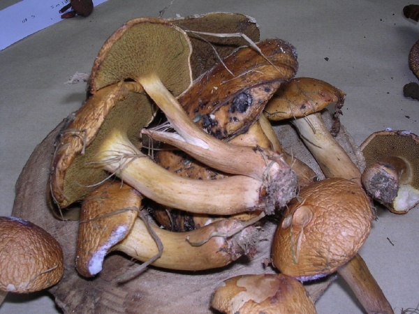 SUILLUS BOVINUS